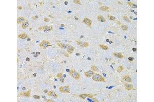 Immunohistochemistry of paraffin-embedded Rat brain using BNIP1 Polyclonal Antibody at dilution of 1:100 (40x lens). (BNIP1 antibody)