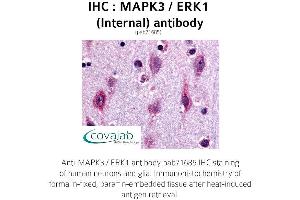 Image no. 1 for anti-Mitogen-Activated Protein Kinase 3 (MAPK3) (Internal Region) antibody (ABIN1736741)