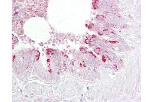 Anti-EBP1 antibody IHC of human lung, respiratory epithelium. (PA2G4 antibody  (AA 301-350))