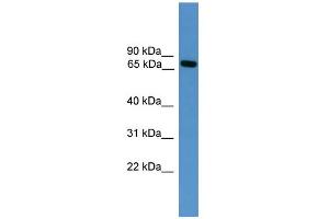 WB Suggested Anti-Masp2 Antibody Titration:  0. (MASP2 antibody  (Middle Region))