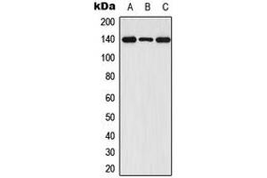 Western blot analysis of FGFR1 (pY654) expression in HEK293T (A), Raw264.