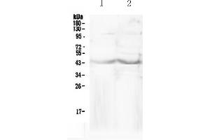 Western blot analysis of CHI3L1 using anti-CHI3L1 antibody . (CHI3L1 antibody  (AA 30-262))