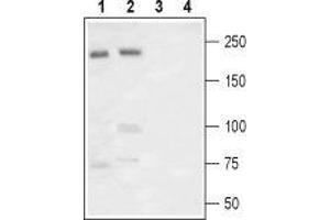 Western Blotting (WB) image for anti-Sodium Channel, Voltage-Gated, Type IX, alpha Subunit (SCN9A) (AA 1533-1543), (Extracellular) antibody (ABIN7043649)