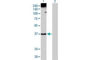 Western Blot analysis of HNRNPA1 expression in transfected 293T cell line by HNRNPA1 MaxPab polyclonal antibody. (HNRNPA1 antibody  (AA 1-320))