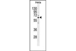 Western blot analysis of HYAL2 Antibody (C-term) in Hela cell line lysates (35ug/lane).