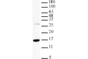 Western blot of Histone H3K36me3 pAb. (Histone 3 antibody  (3meLys36))