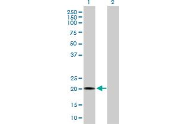 RBBP9 antibody  (AA 1-186)