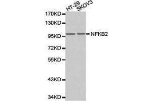 Western Blotting (WB) image for anti-Nuclear Factor of kappa Light Polypeptide Gene Enhancer in B-Cells 2 (NFKB2) antibody (ABIN1873900)