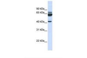 Image no. 1 for anti-Par-6 Partitioning Defective 6 Homolog beta (PARD6B) (N-Term) antibody (ABIN6739162) (PARD6B antibody  (N-Term))