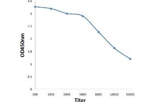 Antigen: 0. (MST1R antibody  (pTyr1238))