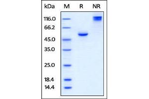 Human BTN3A1, Fc Tag on SDS-PAGE under reducing (R) and no-reducing (NR) conditions. (BTN3A1 Protein (AA 30-254) (Fc Tag))