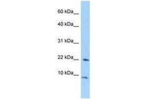 TCEAL7 antibody  (AA 40-89)