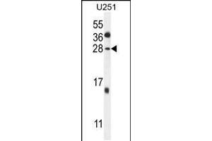 Western blot analysis in U251 cell line lysates (35ug/lane). (GGTLC2 antibody  (AA 127-154))