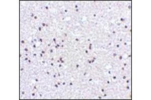 Immunohistochemistry of NPAS3 in human brain tissue with this product at 5 μg/ml.