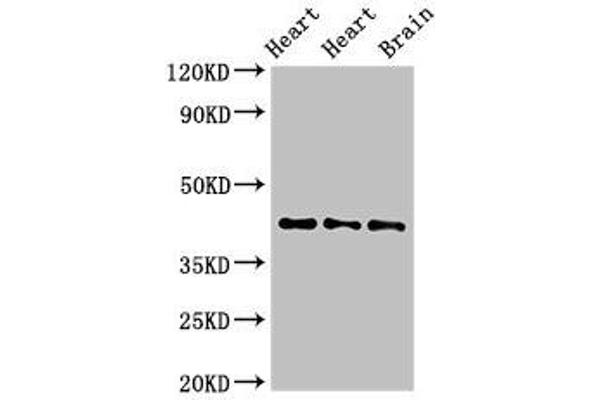 NPSR1 Antikörper  (AA 1-52)