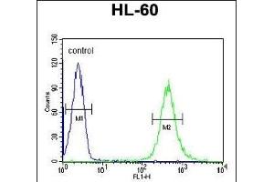 HOXA3 Antibody (C-term) (ABIN653846 and ABIN2843109) flow cytometric analysis of HL-60 cells (right histogram) compared to a negative control cell (left histogram).