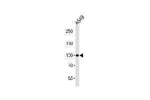 Western blot analysis of lysate from A549 cell line, using CHSY3 Antibody (Center) (ABIN6243111 and ABIN6577848). (CHSY3 antibody  (AA 295-329))