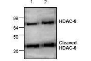 Image no. 1 for anti-Histone Deacetylase 8 (HDAC8) antibody (ABIN127246)