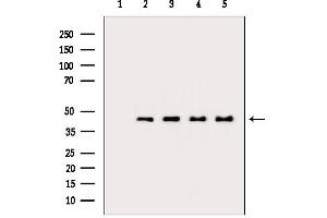 anti-Actin (pan) antibody