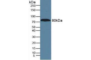 Figure. (A1BG antibody  (AA 22-206))