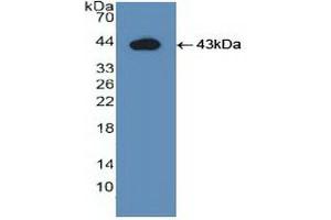 Detection of Recombinant IDO, Human using Polyclonal Antibody to Indoleamine-2,3-Dioxygenase (IDO) (IDO antibody  (AA 2-403))