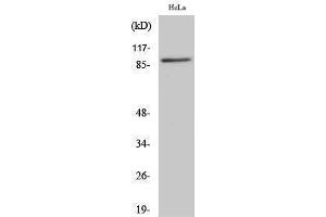 Western Blotting (WB) image for anti-Cullin 1 (CUL1) (C-Term) antibody (ABIN3184129) (Cullin 1 antibody  (C-Term))