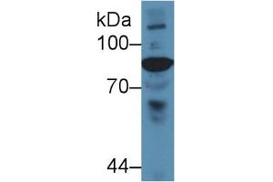 Western Blot; Sample: Gallus Serum; Primary Ab: 5µg/ml Rabbit Anti-Gallus C4 Antibody Second Ab: 0. (Complement C4 antibody  (AA 1428-1660))