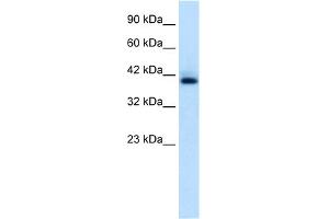 WB Suggested Anti-HEXIM1 Antibody Titration:  0.