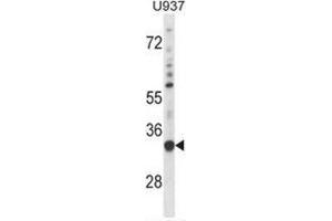Western blot analysis in U937 cell line lysates (35ug/lane) using  Sorting nexin-15 (SNX15) Antibody . (SNX15 antibody  (C-Term))