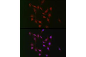 Immunofluorescence (IF) image for anti-WW Domain Binding Protein 11 (WBP11) (AA 1-140) antibody (ABIN7271390)