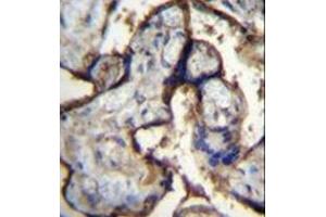 Immunohistochemistry analysis in formalin fixed and paraffin embedded human placenta tissue reacted with CD49e / ITGA5 Antibody (Center) followed by peroxidase conjugation of the secondary antibody and DAB staining. (ITGA5 antibody  (Middle Region))