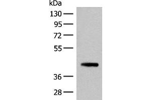 Western blot analysis of 293T cell lysate using SMS Polyclonal Antibody at dilution of 1:500
