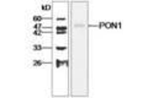 Image no. 1 for anti-Paraoxonase 1 (PON1) antibody (ABIN791456) (PON1 antibody)