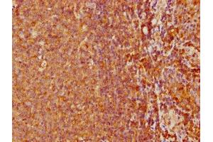 IHC image of ABIN7161502 diluted at 1:500 and staining in paraffin-embedded human tonsil tissue performed on a Leica BondTM system. (NCF4 antibody  (AA 136-239))