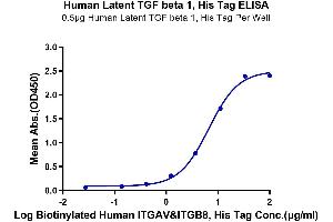 Immobilized Human Latent TGF beta 1, His Tag beta 1 at 5 μg/mL (100 μL/well) on the plate.