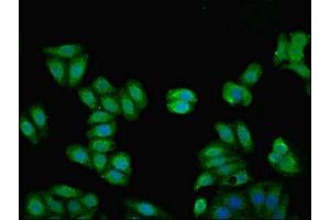 Immunofluorescent analysis of HepG2 cells using ABIN7157681 at dilution of 1:100 and Alexa Fluor 488-congugated AffiniPure Goat Anti-Rabbit IgG(H+L) (KNG1 antibody  (AA 390-644))