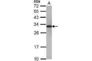 WB Image Sample (30 ug of whole cell lysate) A: 293T 12% SDS PAGE antibody diluted at 1:5000