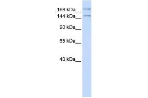 Western Blotting (WB) image for anti-Intraflagellar Transport 140 Homolog (IFT140) antibody (ABIN2458255) (IFT140 antibody)