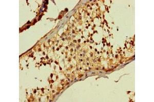 Immunohistochemistry of paraffin-embedded human testis tissue using ABIN7150088 at dilution of 1:100
