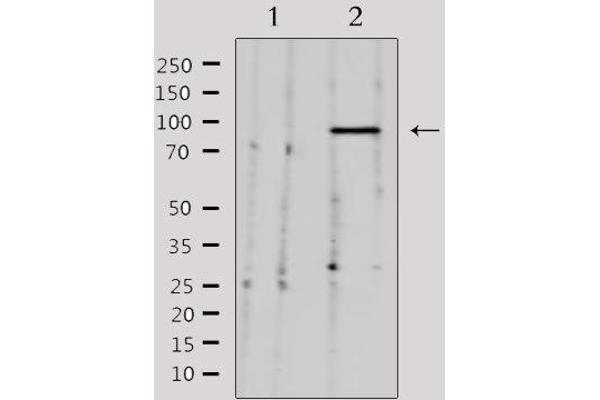 NEDD9 antibody  (Internal Region)