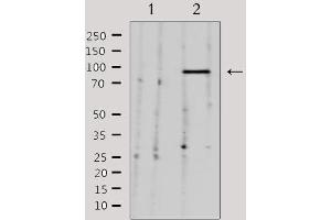 Western blot analysis of extracts from 293, using NEDD9 Antibody.