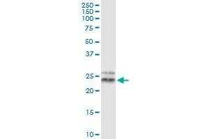Immunoprecipitation of TFAM transfected lysate using anti-TFAM MaxPab rabbit polyclonal antibody and Protein A Magnetic Bead , and immunoblotted with TFAM purified MaxPab mouse polyclonal antibody (B01P) . (TFAM antibody  (AA 1-246))