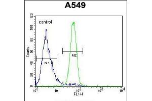 Flow cytometric analysis of A549 cells (right histogram) compared to a negative control cell (left histogram). (FSTL1 antibody  (C-Term))