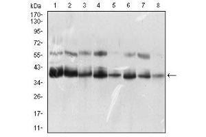 Fig. (KHDRBS2 antibody  (AA 160-349))