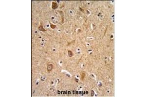 Formalin-fixed and paraffin-embedded human brain tissue reacted with CD49f Antibody (C-term), which was peroxidase-conjugated to the secondary antibody, followed by DAB staining. (ITGA6 antibody  (C-Term))