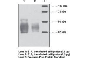 Image no. 1 for anti-Sphingosine-1-Phosphate Receptor 3 (S1PR3) antibody (ABIN2451762) (S1PR3 antibody)