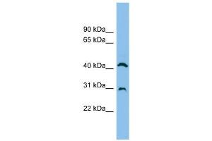 ADA antibody used at 1 ug/ml to detect target protein. (ADA antibody  (N-Term))