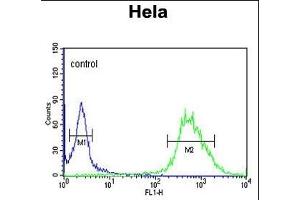 C Antibody (C-term) (ABIN650955 and ABIN2840009) flow cytometric analysis of Hela cells (right histogram) compared to a negative control cell (left histogram). (C16ORF54 antibody  (C-Term))
