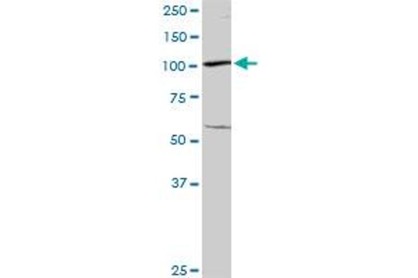 UBA7 antibody  (AA 1-1012)