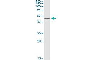 Immunoprecipitation of MAPKAPK2 transfected lysate using anti-MAPKAPK2 monoclonal antibody and Protein A Magnetic Bead , and immunoblotted with MAPKAPK2 MaxPab rabbit polyclonal antibody. (MAPKAP Kinase 2 antibody  (AA 266-352))